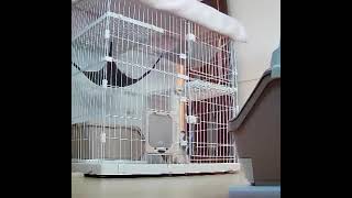 パワー#猫のハプニング #猫動画