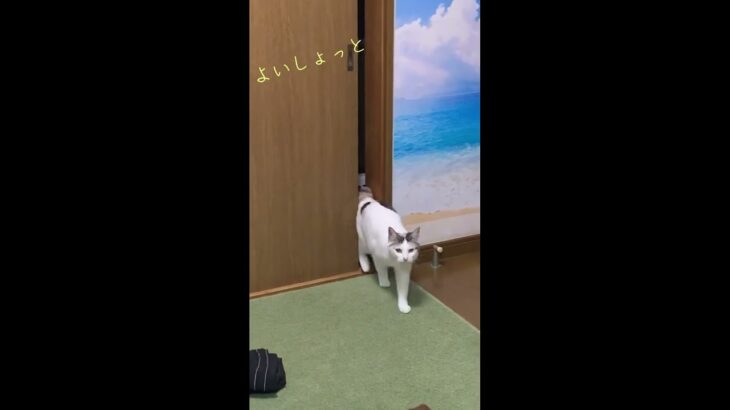 #ララ　#ねこ #おもしろ動画 #保護猫