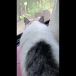 保護猫ララ❣️決戦の日🙀#ねこ #おもしろ動画 #まーりんブログ