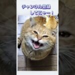 お願い動画#かわいい猫 #デブ猫