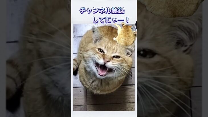 お願い動画#かわいい猫 #デブ猫