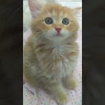 子猫の大きなあくび姿が可愛い過ぎる💖