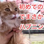 【猫ちゃん、初めての春でハプニング？！】河津桜を見に行きました♪