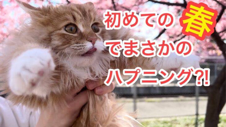 【猫ちゃん、初めての春でハプニング？！】河津桜を見に行きました♪