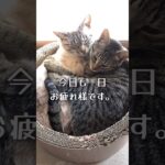 癒しの親子猫さん。