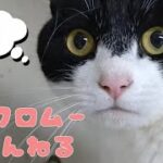 【ハプニングあり…】ミルクロムーちゃんねる。３匹の猫さまたち「主、初登場？の巻」