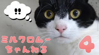 【ハプニングあり…】ミルクロムーちゃんねる。３匹の猫さまたち「主、初登場？の巻」