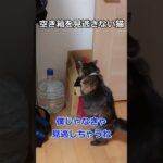 空き箱を見逃さない猫