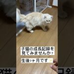 とっても甘えん坊な、ししお君です🥰#サイベリアン #もふもふ #サイベリアン子猫 #子猫