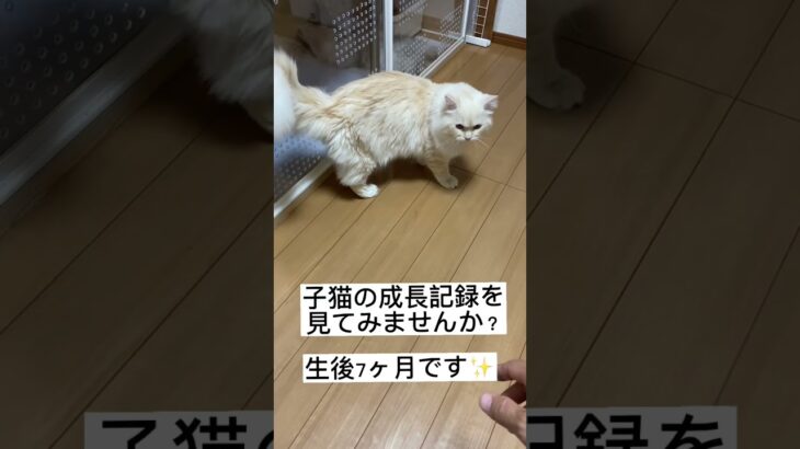 とっても甘えん坊な、ししお君です🥰#サイベリアン #もふもふ #サイベリアン子猫 #子猫