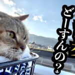 【保護猫】いつも通りのお散歩でまさかのハプニング！w w w