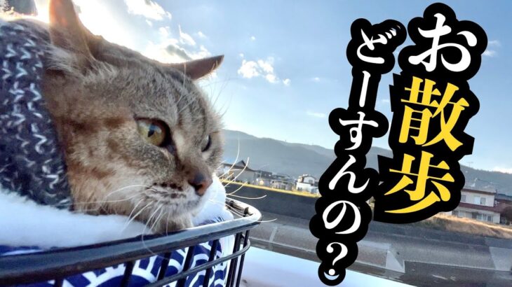 【保護猫】いつも通りのお散歩でまさかのハプニング！w w w