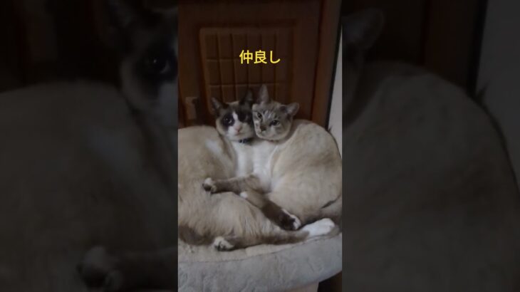 #youtube #猫 #short #ショート動画 #シャム猫 #ネコ #かわいい猫 #シャム猫 #可愛い