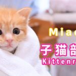 2023.4.17【子猫部屋　Kitten incubator room】子猫隔離中　Isolation room.