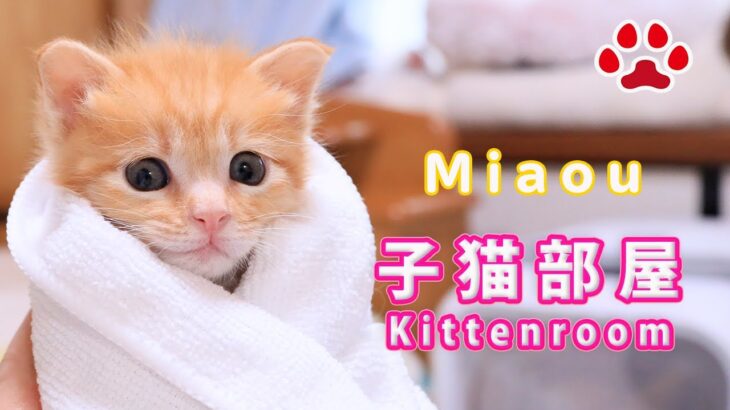 2023.4.17【子猫部屋　Kitten incubator room】子猫隔離中　Isolation room.