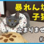 36 ぷちハプニング？保護した暴れん坊子猫は元気がありすぎます…【あお・迷い子猫はプチ怪獣】