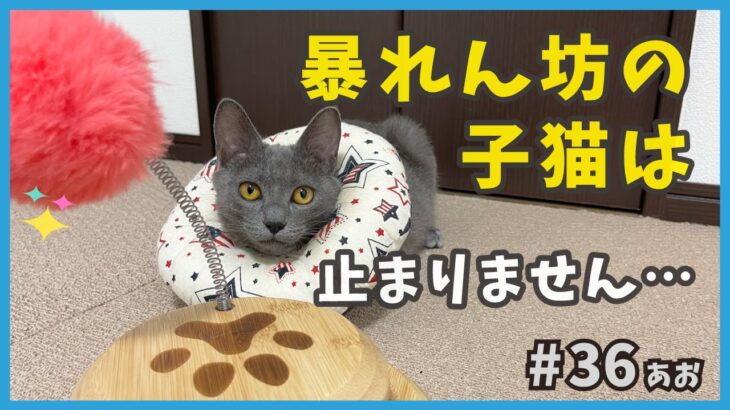 36 ぷちハプニング？保護した暴れん坊子猫は元気がありすぎます…【あお・迷い子猫はプチ怪獣】