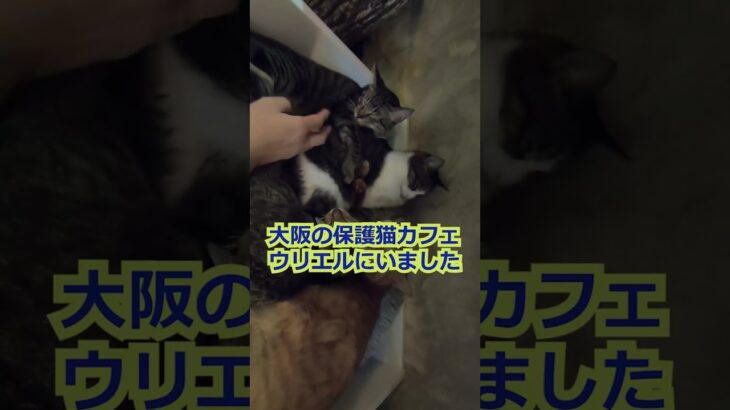 【猫癒し動画】4匹で猫団子でお昼寝の子猫と茶トラ（保護猫カフェウリエル）梅田