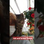 Cat and Bridal Flower　Cat cute video　♯shorts　♯ネコかわいい　♯猫かわいい　♯ネコ　♯猫　♯Cat cute 　♯Cat