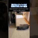 遊びたいスイッチが同期しない猫達 / Cats that don’t synchronize their “want-to-play switch”.