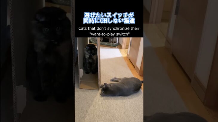 遊びたいスイッチが同期しない猫達 / Cats that don’t synchronize their “want-to-play switch”.