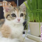 ウマーベラスな猫草を食す子猫【お嬢の猫日記 / OJO- CAT DAILY】