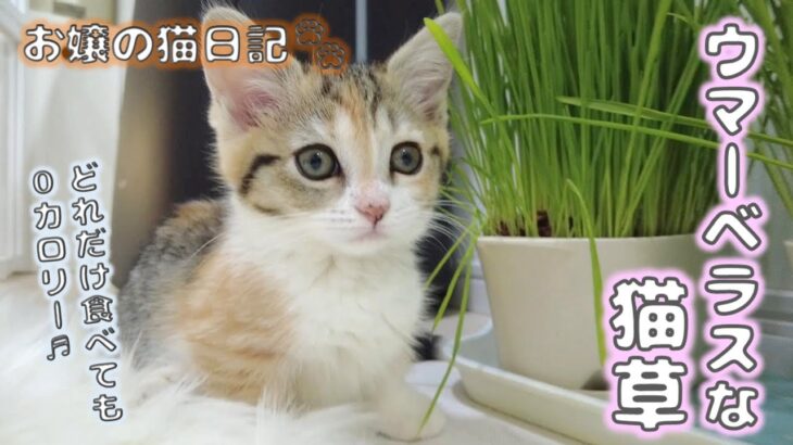 ウマーベラスな猫草を食す子猫【お嬢の猫日記 / OJO- CAT DAILY】