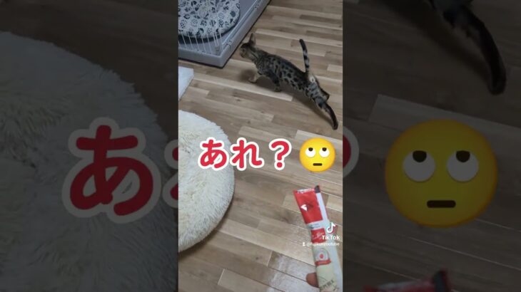 子猫に初めてチュール上げてみた#Shorts