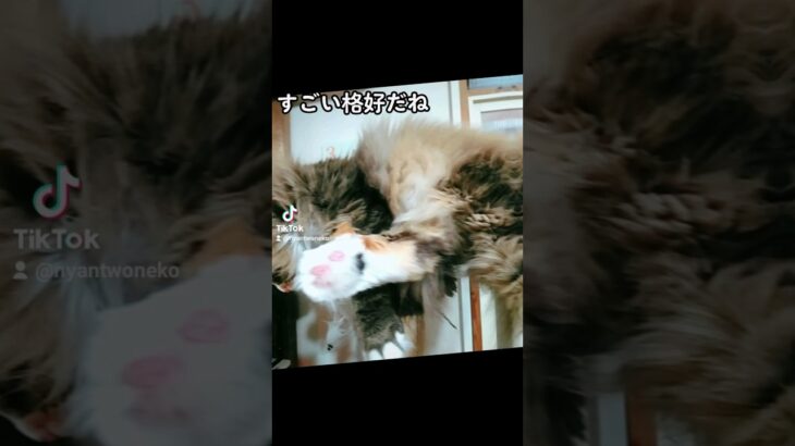 すごい格好だね　 #猫との生活 #catvideo #catlover #癒し猫動画 #サイベリアン