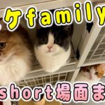 ハプニング盛り沢山！個性豊かなコスケfamilyの面白short動画まとめ【猫動画/ミヌエット】