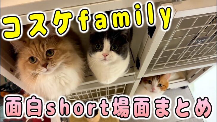 ハプニング盛り沢山！個性豊かなコスケfamilyの面白short動画まとめ【猫動画/ミヌエット】