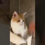 【癒し】【ヒーリング】猫の兄弟癒しの時間 / japanese healing cat