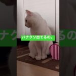 角度マジック！ #ハプニング #猫のいる暮らし #shorts #白猫