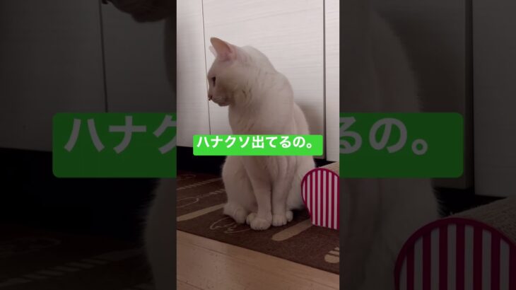 角度マジック！ #ハプニング #猫のいる暮らし #shorts #白猫