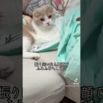 ふみふみかわゆす　#shorts #スコティッシュフォールド折れ耳 #子猫 #ねこ