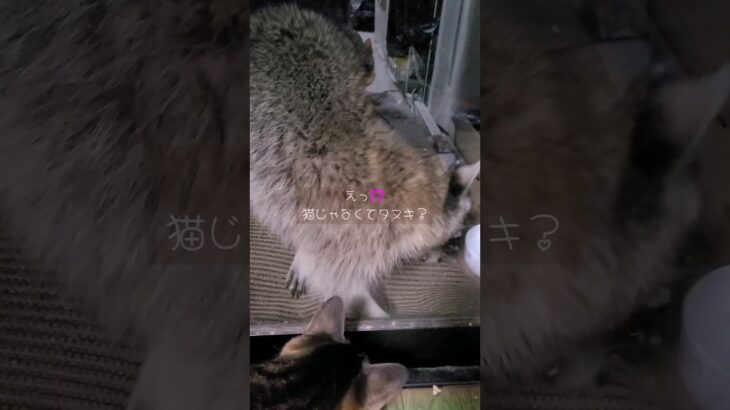 【番外編】猫じゃなくてタヌキだよね…((((；ﾟДﾟ))))【動物】#shorts