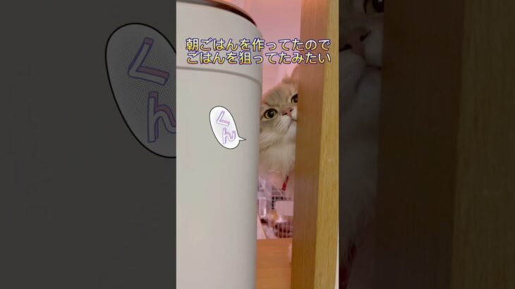 覗きをしてる…🫣#shorts #cat #ペット #猫 #おもしろ動画 #かわいい猫