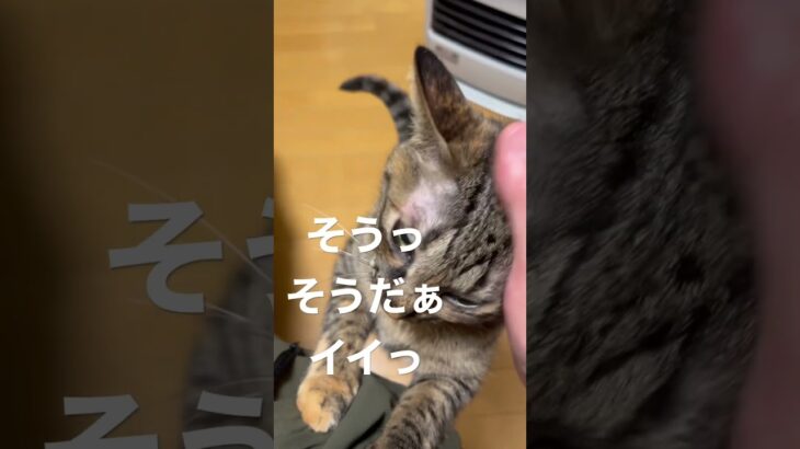 撫でて欲し過ぎるネコさん！#shorts #cat #catvideos #猫#ネコ#ねこ#cute #おもしろ