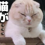 家事して気づいたら子猫がいない…