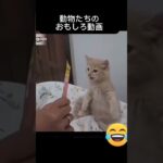 犬や猫のハプニング映像集