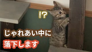 【保護猫姉妹】姉妹でじゃれあう子猫にハプニング。あめが落下する時の顔がツボ