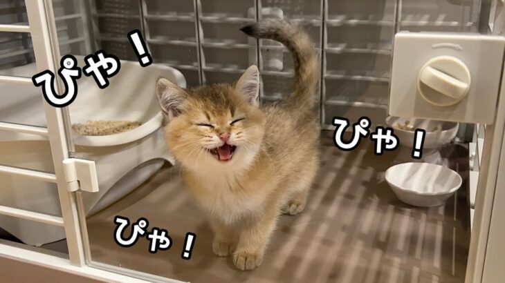 鳴き声があまりにも可愛すぎるブリティッシュショートヘアの子猫