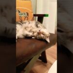 猫爆睡中😸💤/お先におやすみなさい/お友達募集中🎵