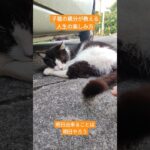 子猫の親分が教える人生の楽しみ方