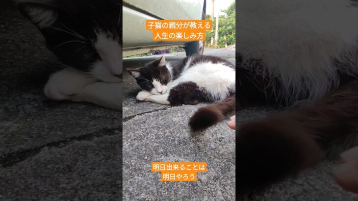 子猫の親分が教える人生の楽しみ方