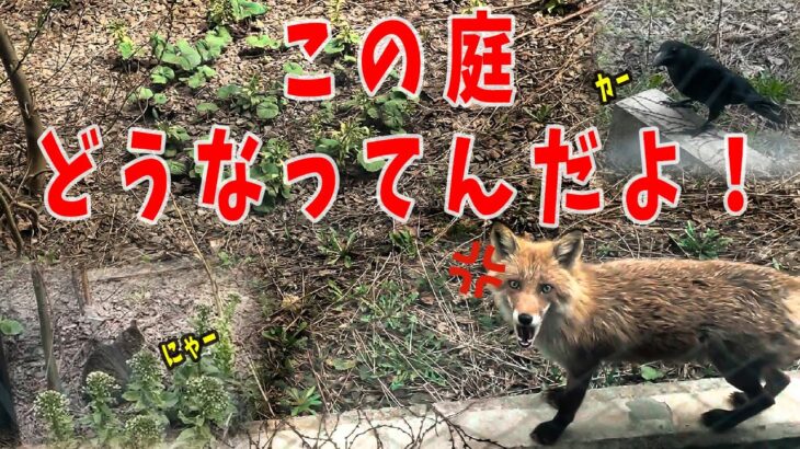 【ハプニング】番外編～庭先が動物園状態