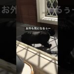 ぬくぬくのベランダとわたし　　　#猫 #癒し #にゃんこ #かわいい