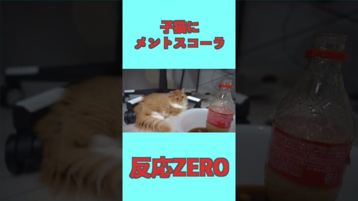 子猫にメントスコーラ！