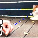 【ハプニング有】ウッドデッキの掃除を見守る優しい猫メインクーン