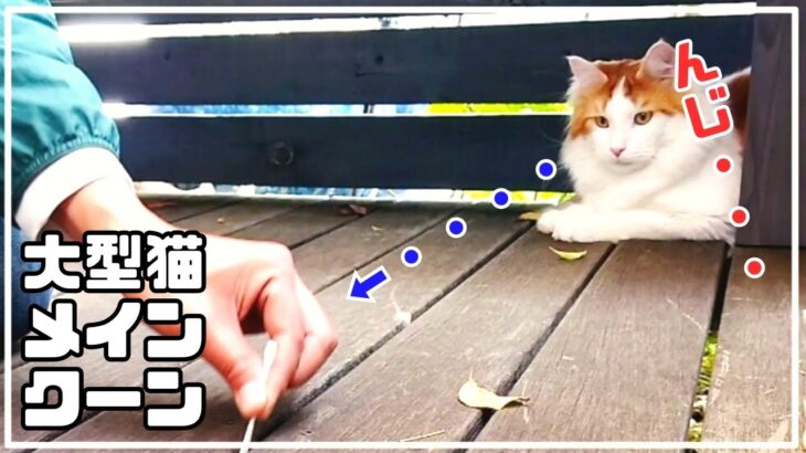 【ハプニング有】ウッドデッキの掃除を見守る優しい猫メインクーン